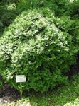 Dekoratīvie Augi Tūja, Thuja zaļš Foto, apraksts un audzēšana, augošs un raksturlielumi