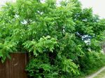Sierplanten Walnoot, Juglans groen foto, beschrijving en teelt, groeiend en karakteristieken