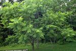 Dekorativní rostliny Vlašský Ořech, Juglans zelená fotografie, popis a kultivace, pěstování a charakteristiky