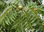 Dekorativní rostliny Vlašský Ořech, Juglans zelená fotografie, popis a kultivace, pěstování a charakteristiky
