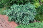 light blue Plant Weeping deodar, Deodar Cedar, Himalayan Cedar characteristics and Photo