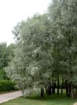 Ornamental Plants Willow, Salix silvery Photo, description and cultivation, growing and characteristics