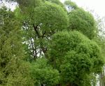 Ornamental Plants Willow, Salix light green Photo, description and cultivation, growing and characteristics