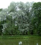 silvery Plant Willow characteristics and Photo