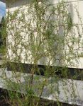 Ornamental Plants Willow, Salix green Photo, description and cultivation, growing and characteristics