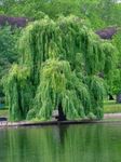 Ornamental Plants Willow, Salix green Photo, description and cultivation, growing and characteristics