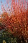 Ornamental Plants Willow, Salix burgundy Photo, description and cultivation, growing and characteristics