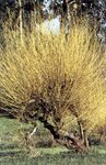 Ornamental Plants Willow, Salix yellow Photo, description and cultivation, growing and characteristics