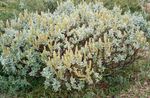 Ornamental Plants Willow, Salix silvery Photo, description and cultivation, growing and characteristics