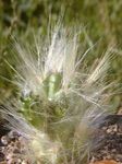 Затворени Погони  пустињски кактус црвено фотографија, опис и култивација, растуће и карактеристике