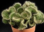 Vnútorné Rastliny  pustý kaktus červená fotografie, popis a pestovanie, pestovanie a vlastnosti