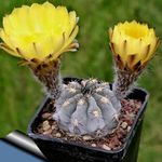 Indoor Plants Acanthocalycium desert cactus yellow Photo, description and cultivation, growing and characteristics