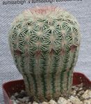 white Desert Cactus Acanthocalycium characteristics and Photo