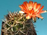 orange Desert Cactus Acanthocalycium characteristics and Photo