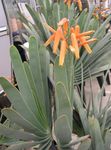 Plante de Interior Aloe suculent roșu fotografie, descriere și cultivare, în creștere și caracteristici