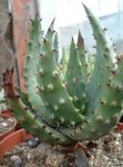Интериорни растения Алое сукуленти, Aloe червен снимка, описание и отглеждане, култивиране и характеристики