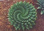 Εσωτερικά φυτά Αλόη παχύφυτα, Aloe κόκκινος φωτογραφία, περιγραφή και καλλιέργεια, φυτοκομεία και χαρακτηριστικά