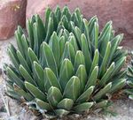yellow Succulent American Century Plant, Pita, Spiked Aloe characteristics and Photo
