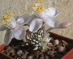 white Succulent Anacampseros characteristics and Photo