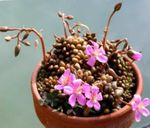 შიდა მცენარეები Anacampseros წვნიანი ვარდისფერი სურათი, აღწერა და გაშენების, იზრდება და მახასიათებლები