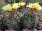yellow Desert Cactus Astrophytum characteristics and Photo