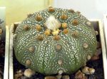 Indoor Plants Astrophytum desert cactus yellow Photo, description and cultivation, growing and characteristics