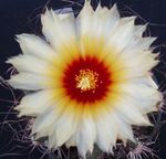 white Desert Cactus Astrophytum characteristics and Photo