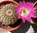 pink Desert Cactus Astrophytum characteristics and Photo