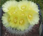 Indoor Plants Ball Cactus, Notocactus yellow Photo, description and cultivation, growing and characteristics