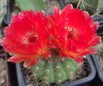 Indoor Plants Ball Cactus, Notocactus red Photo, description and cultivation, growing and characteristics