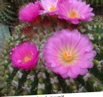Indoor Plants Ball Cactus, Notocactus pink Photo, description and cultivation, growing and characteristics