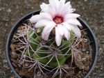 Indoor Plants Ball Cactus, Notocactus white Photo, description and cultivation, growing and characteristics