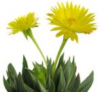 Topfpflanzen Bergeranthus Schwant sukkulenten gelb Foto, Beschreibung und Anbau, wächst und Merkmale