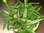 Indendørs Planter Bergeranthus Schwant saftige gul Foto, beskrivelse og dyrkning, voksende og egenskaber