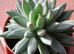 Plantas de Interior Neblina Azul suculentas, Pachyphytum rojo Foto, descripción y cultivo, cultivación y características