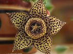 brown Succulent Carrion Plant, Starfish Flower, Starfish Cactus characteristics and Photo