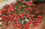 Māja Augi Ziemassvētku Kaktuss, Schlumbergera sarkans Foto, apraksts un audzēšana, augošs un raksturlielumi