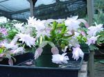 Indoor Plants Christmas Cactus, Schlumbergera white Photo, description and cultivation, growing and characteristics