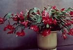 Indoor Plants Christmas Cactus, Schlumbergera claret Photo, description and cultivation, growing and characteristics