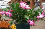 Indoor Plants Christmas Cactus, Schlumbergera pink Photo, description and cultivation, growing and characteristics