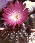 Cob Cactus