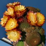 orange  Cob Cactus characteristics and Photo