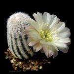 Szobanövények Csutka Kaktusz, Lobivia fehér fénykép, leírás és termesztés, növekvő és jellemzők