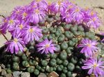 lilac Succulent Cone Plant characteristics and Photo