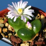  Kegle Plante saftige, Conophytum hvid Foto, beskrivelse og dyrkning, voksende og egenskaber