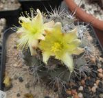 Szobanövények Copiapoa sivatagi kaktusz sárga fénykép, leírás és termesztés, növekvő és jellemzők
