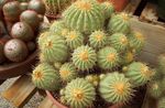 Indendørs Planter Copiapoa ørken kaktus gul Foto, beskrivelse og dyrkning, voksende og egenskaber