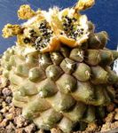 Затворени Погони Цопиапоа пустињски кактус, Copiapoa жут фотографија, опис и култивација, растуће и карактеристике