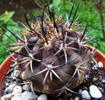 Sobne Rastline Copiapoa puščavski kaktus rumena fotografija, opis in gojenje, rast in značilnosti