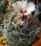Затворени Погони Цорипхантха пустињски кактус, Coryphantha бео фотографија, опис и култивација, растуће и карактеристике